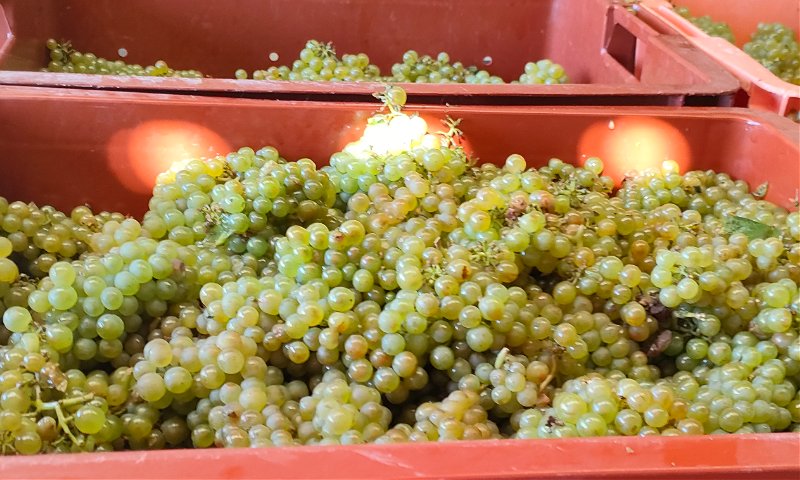 2025 Harvest!